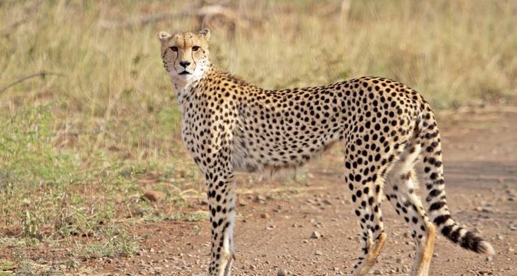 Safari de 3 jours dans le parc national Kruger (Big 5) - The Mzansi Experience 9