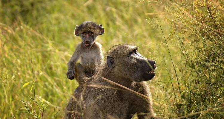 Safari de 3 jours dans le parc national Kruger (Big 5) - The Mzansi Experience 1