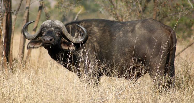 Safari de 3 jours dans le parc national Kruger (Big 5) - The Mzansi Experience 3
