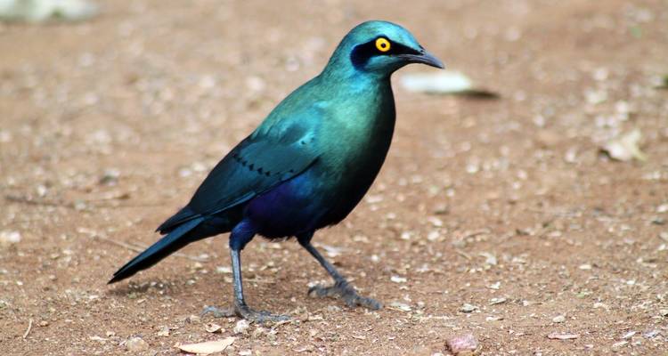 Safari de 3 jours dans le parc national Kruger (Big 5) - The Mzansi Experience 4