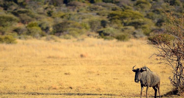 Safari de 3 jours dans le parc national Kruger (Big 5) - The Mzansi Experience 6