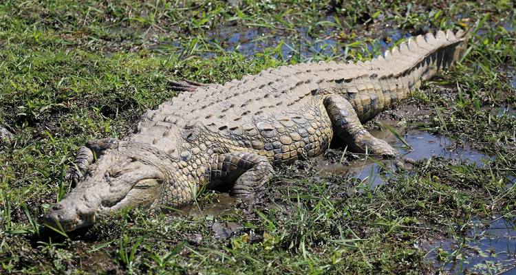 Safari de 3 jours dans le parc national Kruger (Big 5) - The Mzansi Experience 7