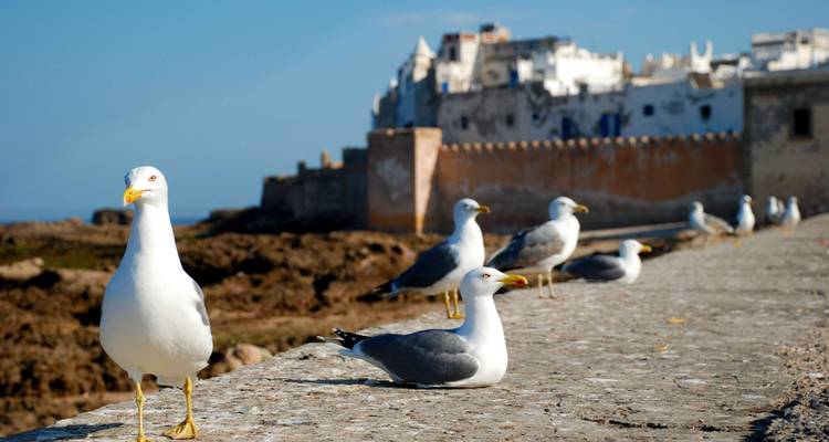 Möwen auf einer Steinmauer mit Blick auf Essaouira.