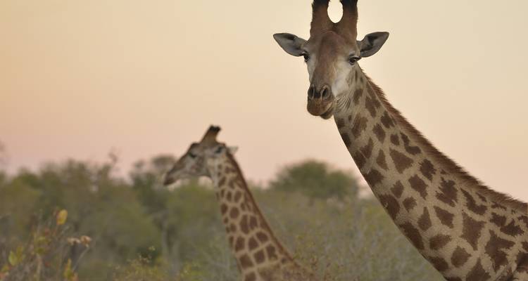 Safari de 4 jours dans le parc national Kruger pour observer les Big 5 et la Route des Panoramas - The Mzansi Experience 6