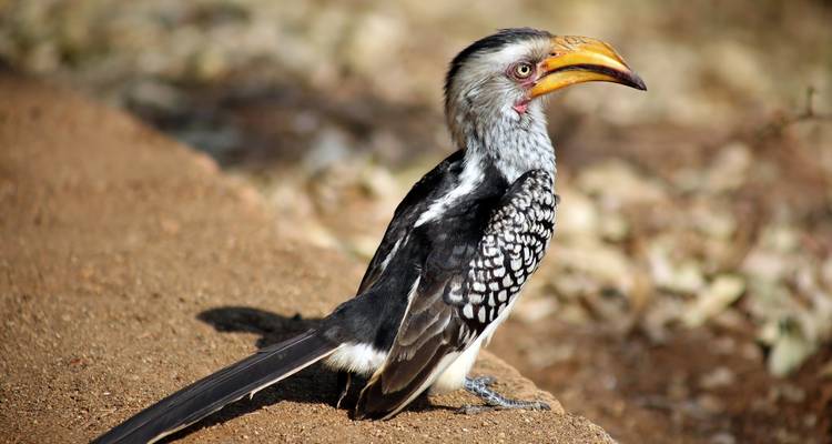 Safari de 4 jours dans le parc national Kruger pour observer les Big 5 et la Route des Panoramas - The Mzansi Experience 7