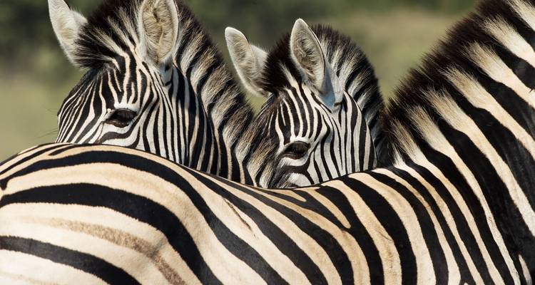 Safari de 4 jours dans le parc national Kruger pour observer les Big 5 et la Route des Panoramas - The Mzansi Experience 8