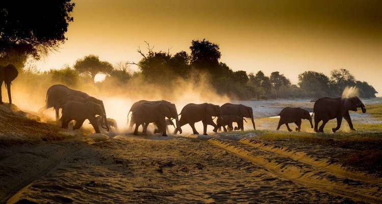 Éléphants marchant dans un nuage de poussière au coucher du soleil.