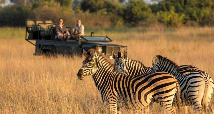 Des zèbres qui broutent avec des touristes qui les observent depuis un véhicule.