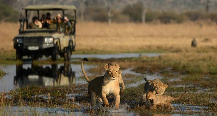 Lionne et petits près d'un véhicule de safari.