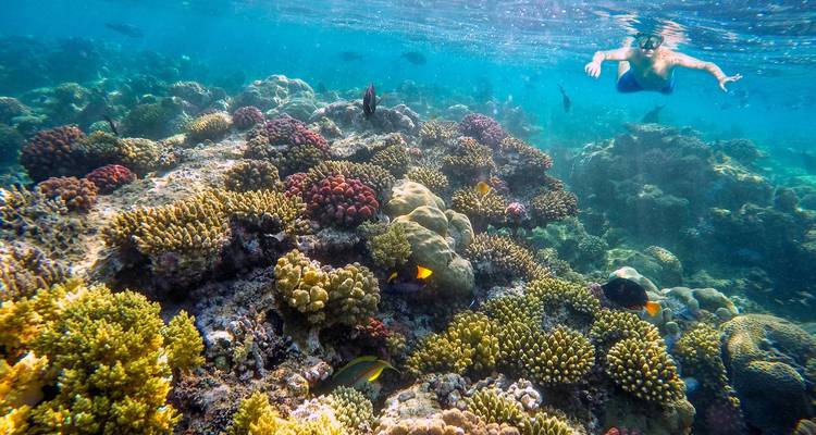 Journée de plongée sous-marine à la Mer Rouge à Safaga au départ de Louxor - Egypt Gift Tours 1