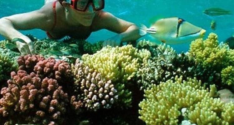Journée de plongée sous-marine à la Mer Rouge à Safaga au départ de Louxor - Egypt Gift Tours 6