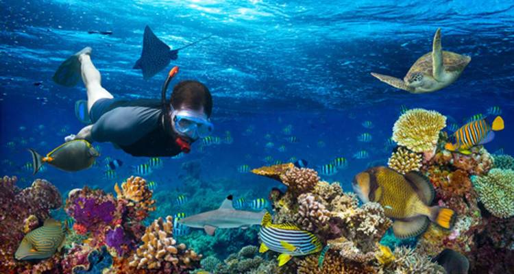Journée de plongée sous-marine à la Mer Rouge à Safaga au départ de Louxor - Egypt Gift Tours 7
