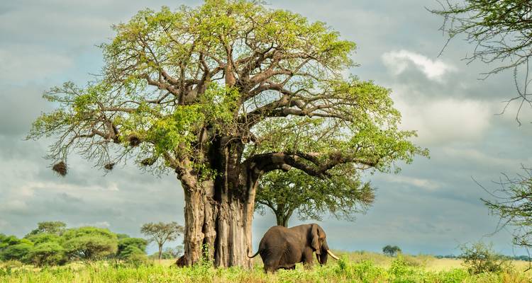 From Zanzibar: 3 Days Northern Circuit Safari with Flights - Beach and Safari Holidays 9