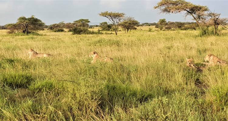 Desde Zanzíbar: Safari de 3 días por Selous con vuelos - Beach and Safari Holidays 3