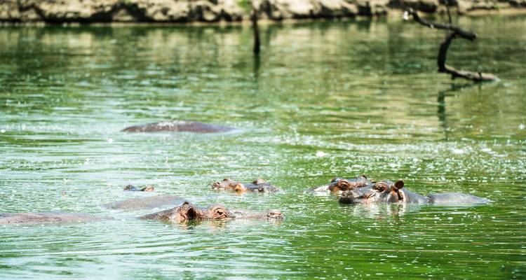 Desde Zanzíbar: Safari de 3 días por Selous con vuelos - Beach and Safari Holidays 4