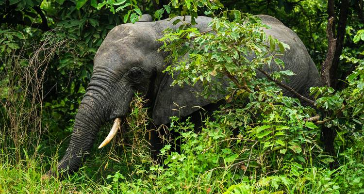 Desde Zanzíbar: Safari de 3 días por Selous con vuelos - Beach and Safari Holidays 8
