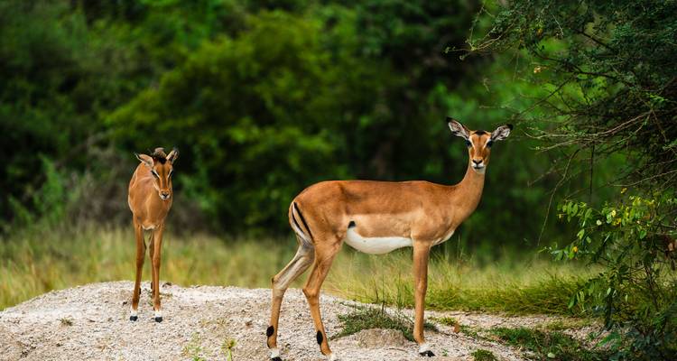 Desde Zanzíbar: Safari de 3 días por Selous con vuelos - Beach and Safari Holidays 6