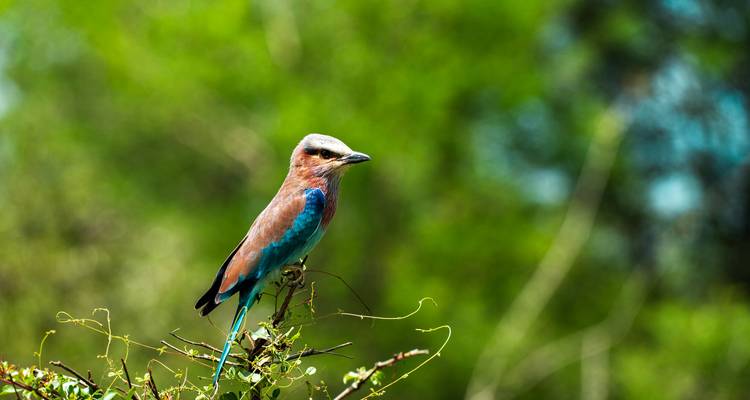 Desde Zanzíbar: Safari de 3 días por Selous con vuelos - Beach and Safari Holidays 7