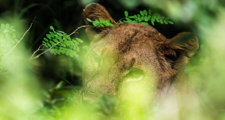 Desde Zanzíbar: Safari de 3 días por Selous con vuelos - Beach and Safari Holidays 1
