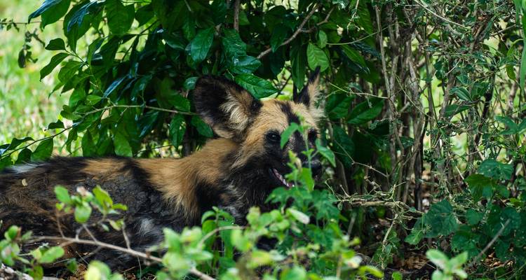 Desde Zanzíbar Selous Safari Trip 2 Full-Day Safari Game Drive - Beach and Safari Holidays 6