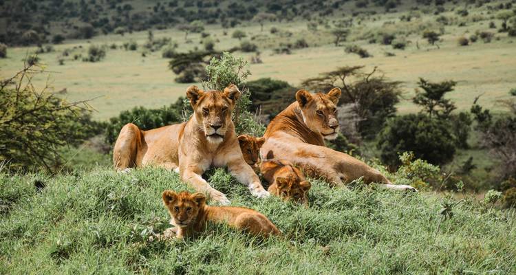 From Zanzibar: 4 Days Serengeti Safari trip experience - Beach and Safari Holidays 7