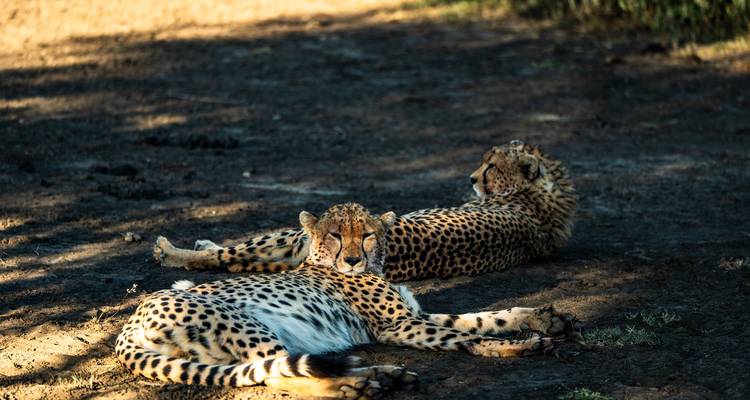 From Zanzibar: 4 Days Serengeti Safari trip experience - Beach and Safari Holidays 3