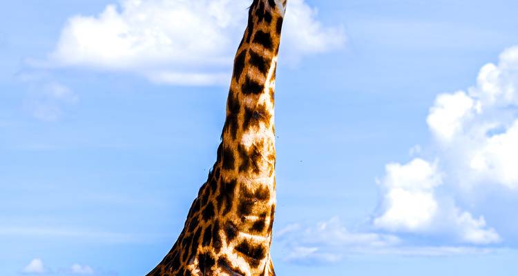 From Zanzibar: 4 Days Serengeti Safari trip experience - Beach and Safari Holidays 2