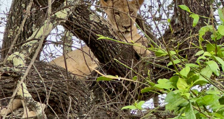De Zanzíbar a Selous G.R : 4 Días de Safari Maravillas: 2 días completos de safari y 3 excursiones - Beach and Safari Holidays 3