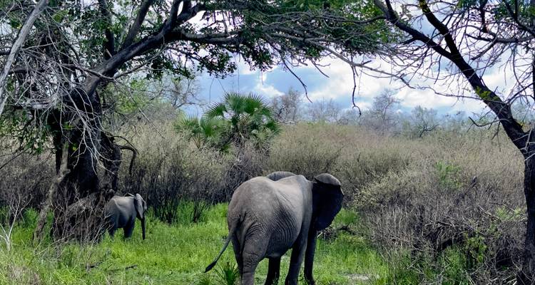De Zanzíbar a Selous G.R : 4 Días de Safari Maravillas: 2 días completos de safari y 3 excursiones - Beach and Safari Holidays 2