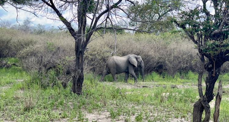 De Zanzíbar a Selous G.R : 4 Días de Safari Maravillas: 2 días completos de safari y 3 excursiones - Beach and Safari Holidays 6