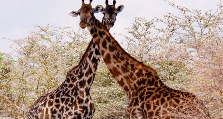 Twee giraffen die dicht bij elkaar staan in een savannalandschap.