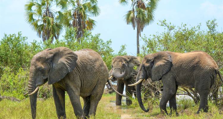 Drie olifanten die langs een graspad met palmbomen lopen.