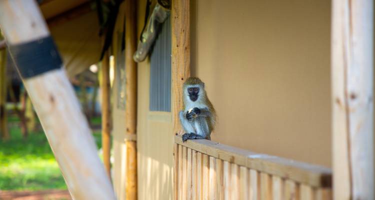 Au départ de Zanzibar : 5 jours de safari et de retraite au bord d'un lac, en formule tout compris, dans le parc national du Nord - Beach and Safari Holidays 6