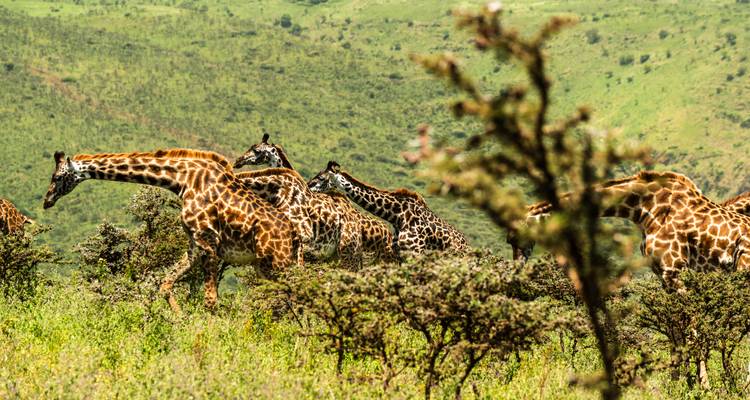 Primer plano de un grupo de jirafas en un entorno natural.