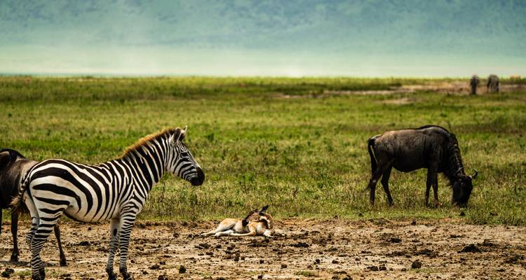 La fauna incluye cebras y ñus en terreno herboso.