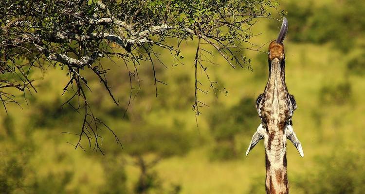 De Zanzíbar a Selous G.R: 5 días de Escapada a la Naturaleza: 3 días completos de safari en coche y excursiones - Beach and Safari Holidays 1
