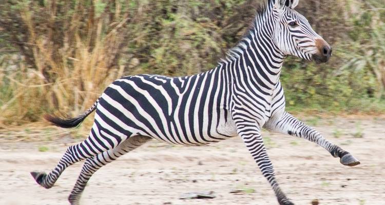 De Zanzíbar a Selous G.R: 5 días de Escapada a la Naturaleza: 3 días completos de safari en coche y excursiones - Beach and Safari Holidays 8
