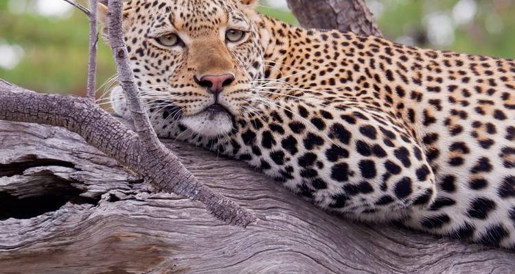 Primer plano de un leopardo descansando en la rama de un árbol.