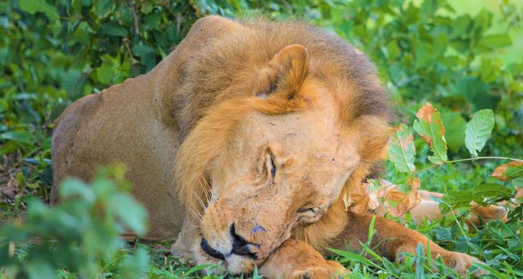León descansando pacíficamente bajo la sombra.