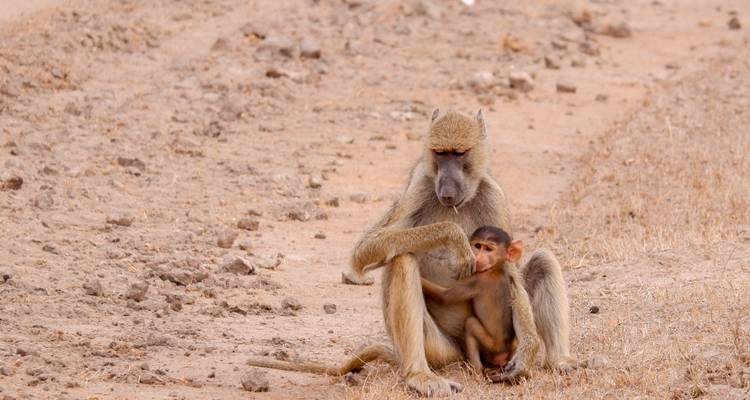 Babuino con una cría sentado en un entorno natural.