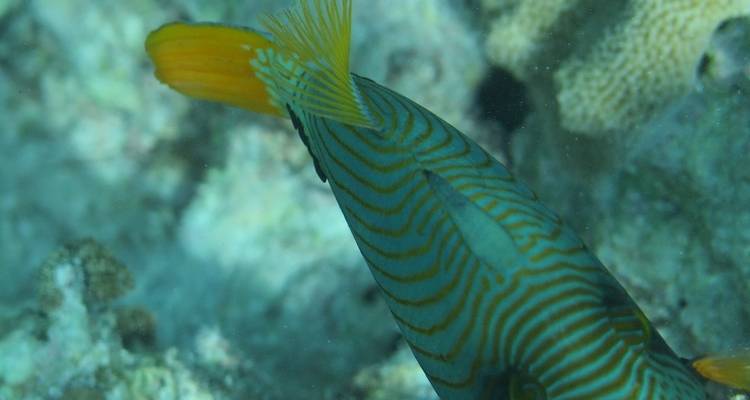 Zanzibar 8 days Diving Holiday, Dive & Relaxation Getaway Trip Experience - Beach and Safari Holidays 4