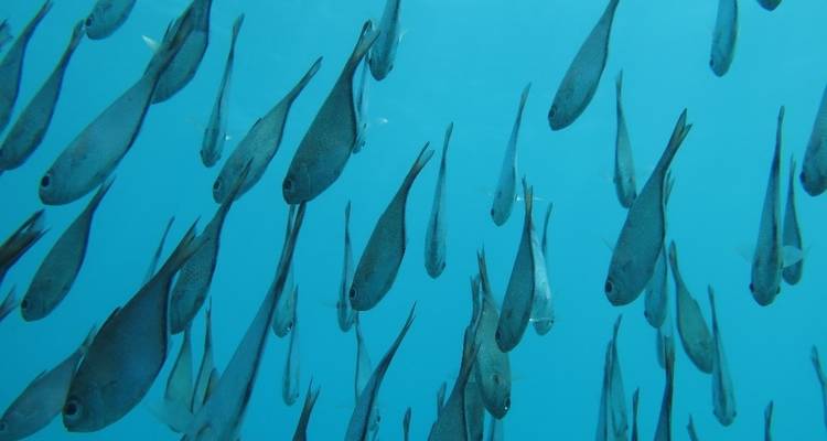 Zanzibar 8 days Diving Holiday, Dive & Relaxation Getaway Trip Experience - Beach and Safari Holidays 6