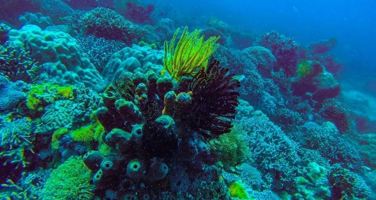Zanzibar 8 days Diving Holiday, Dive & Relaxation Getaway Trip Experience - Beach and Safari Holidays 7