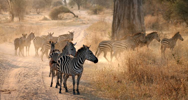 Day Tour Arusha National Park - Jollic Adventure Tour 10