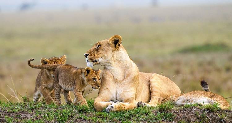 Lionne avec ses petits couchée dans l'herbe.