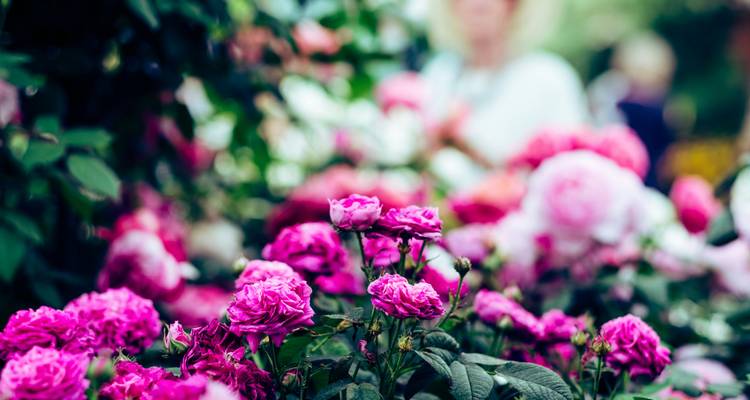European Affair and Chelsea Flower Show - Insight Vacations 6