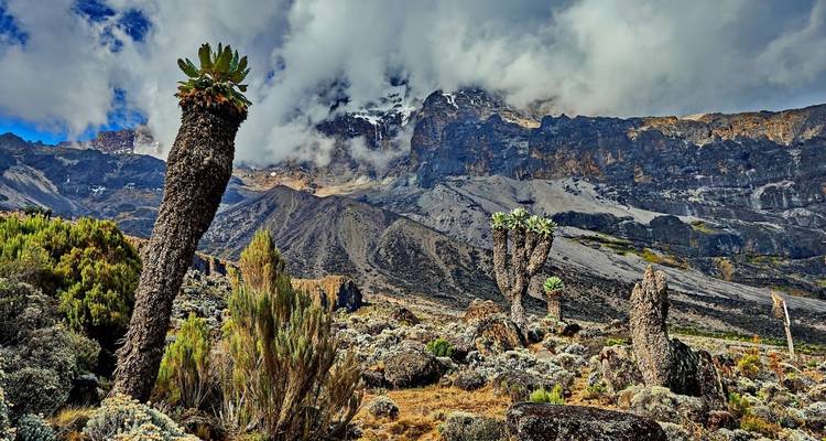 Senderismo de 7 días por la Ruta Machame con estancia de 2 noches en hotel antes y después de la ascensión en Tanzania - Jollic Adventure Tour 4