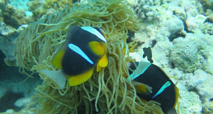 Zanzibar 14 days Diving Holiday, Diving & Beach Escape Trip - Beach and Safari Holidays 2