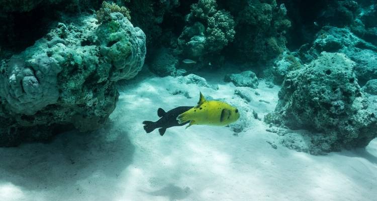 Zanzibar 14 days Beach and Ocean Holidays, Cultural, history & Coastal Adventure trip - Beach and Safari Holidays 7