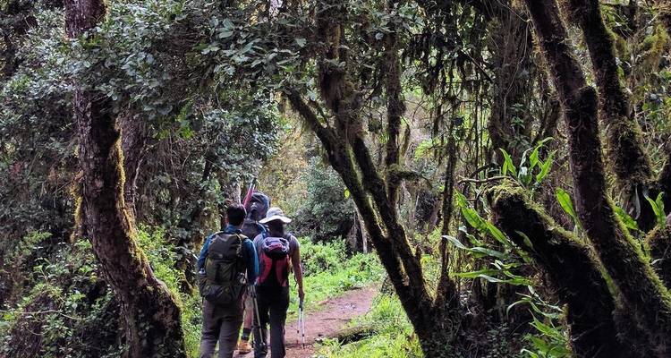 Affordable Kilimanjaro Day Hike - Jollic Adventure Tour 3
